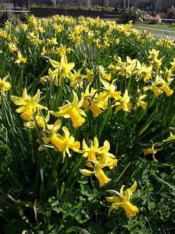 A bed of bright yellow daffodils A bed of bright yellow daffodils