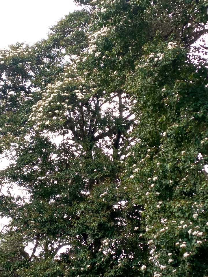 Cordia Africana.