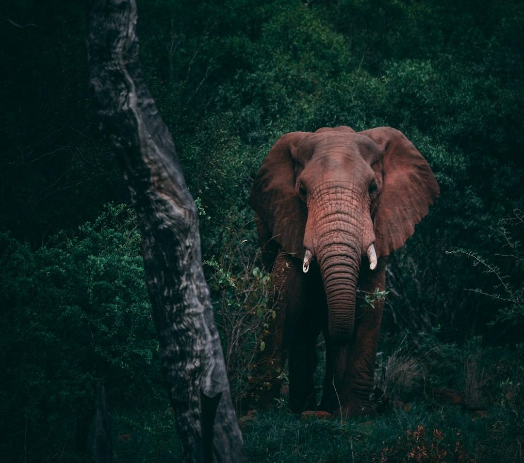 brown elephant beside green trees