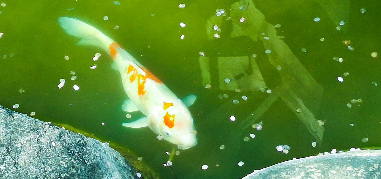 Does the koi ever think about the water it’s swimming in? Does the koi ever think about the water it’s swimming in?