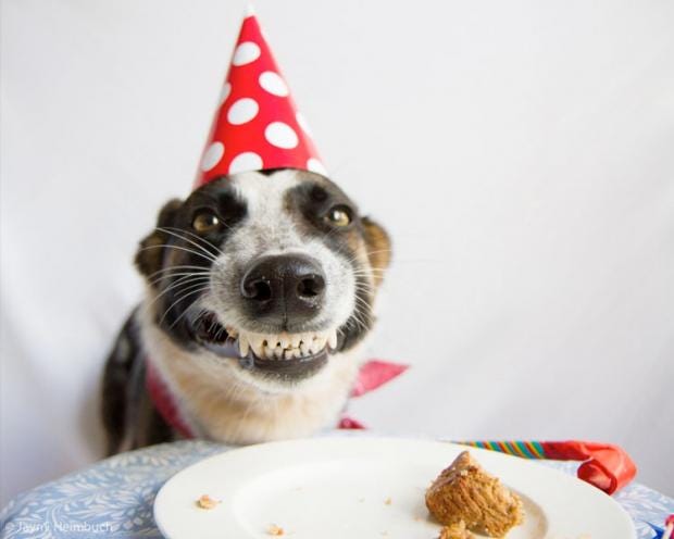 birthday dog Meme Generator - Imgflip