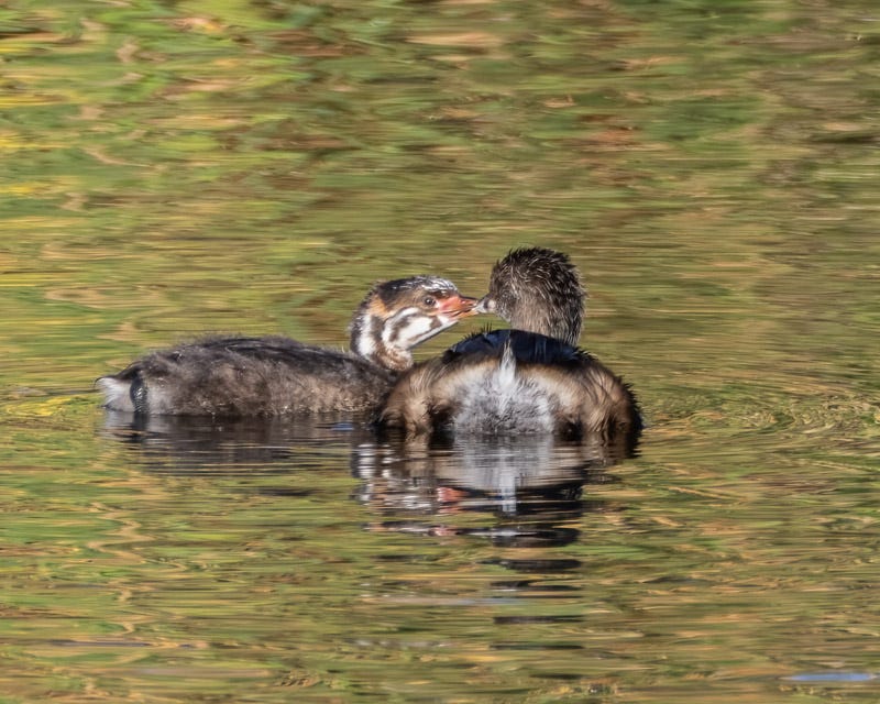 Unknown.jpeg Unknown.jpeg