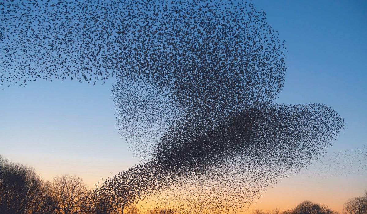 I comportamenti collettivi dagli stormi di storni ai passeggeri del metrò -  Il Sud Milano