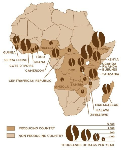 African Coffee, new black gold of the continent