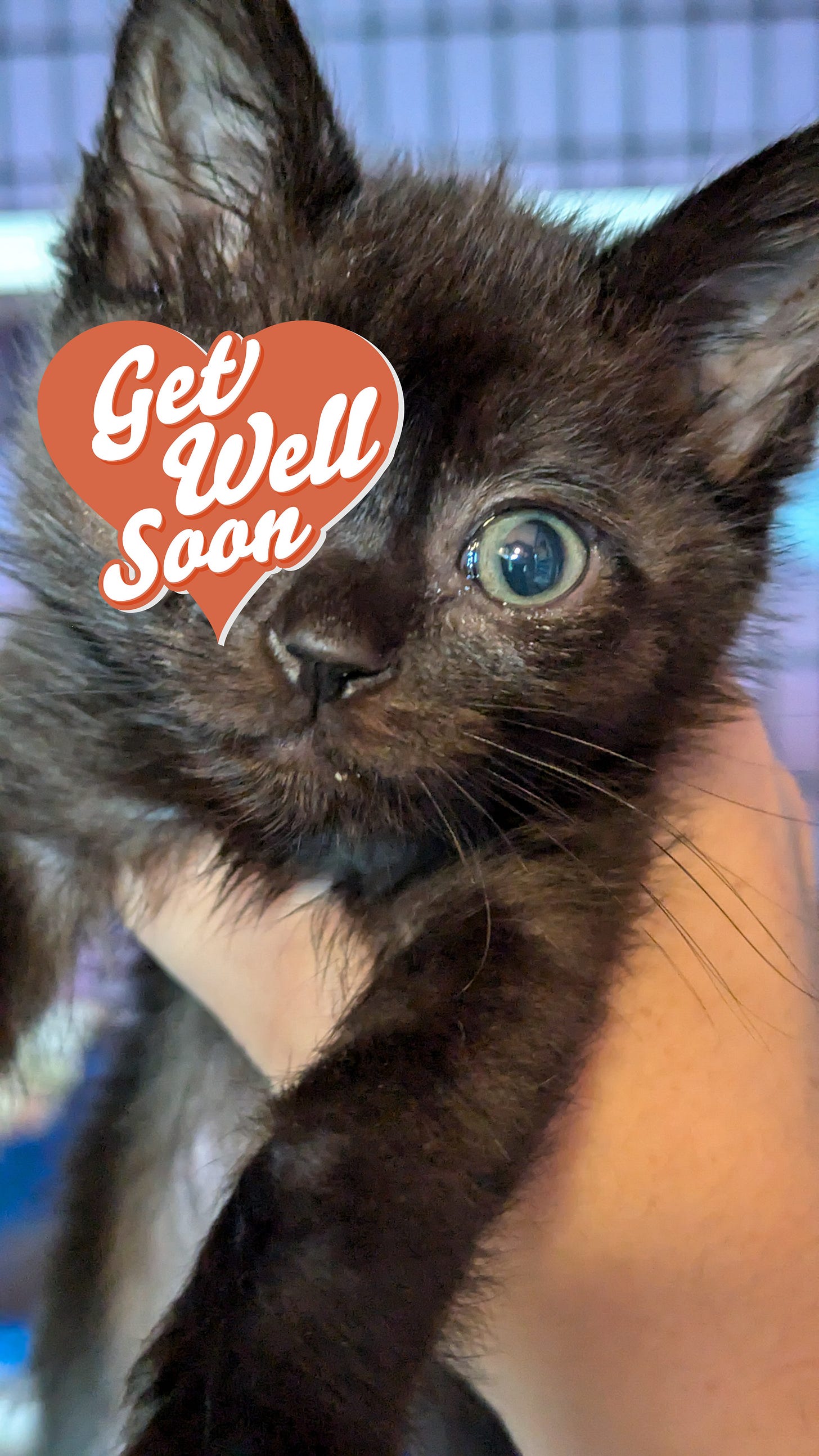 A black kitten with a clear eye looking furry and healthy with a "get well soon" graphic over his bad eye. A black kitten with a clear eye looking furry and healthy with a "get well soon" graphic over his bad eye.