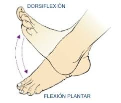Dorsiflexión: Su gran importancia | Mundo Entrenamiento