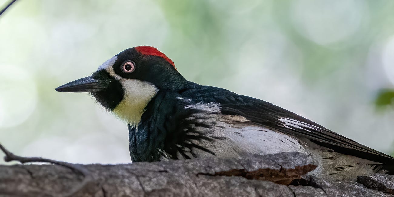 Woodpeckers & Hummingbirds. Butterflies & a Coyote
