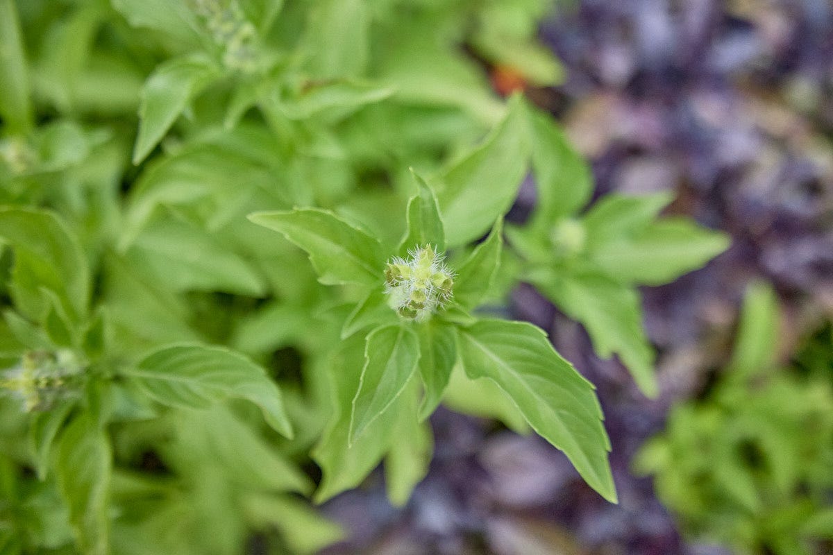 sweet dani lemon basil growing in a garden sweet dani lemon basil growing in a garden