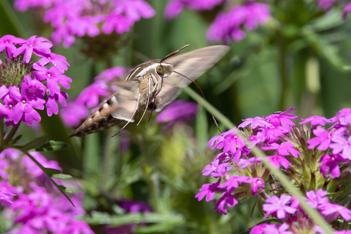 a chunky moth with a long, pointy abdonmen feeds through its long proboscis on a cluster of small, purple flowers with more clusters in the fore and background. the moth has rabbit-like features with thick antennae and a pointed snout, with large green eyes. it is fluffy with white stripes running vertically down its back and horizontally across its abdomen. a chunky moth with a long, pointy abdonmen feeds through its long proboscis on a cluster of small, purple flowers with more clusters in the fore and background. the moth has rabbit-like features with thick antennae and a pointed snout, with large green eyes. it is fluffy with white stripes running vertically down its back and horizontally across its abdomen.