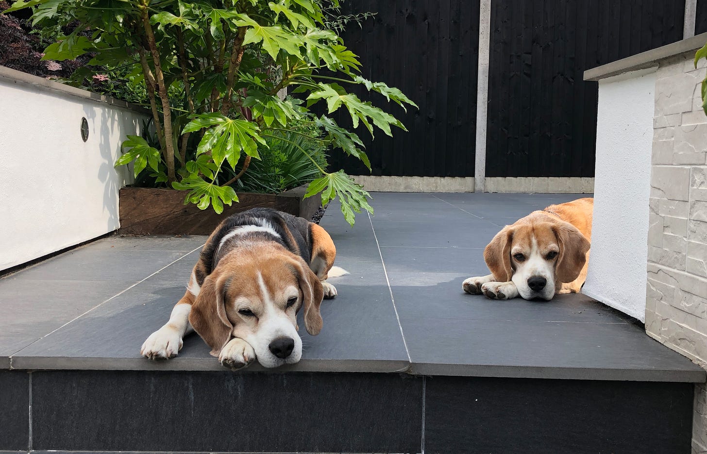 Two beagle dogs lying on a dark grey tiled patio.
