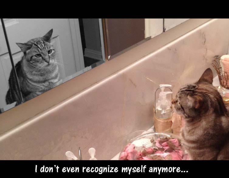 I don't even recognize myself anymore... : r/funny