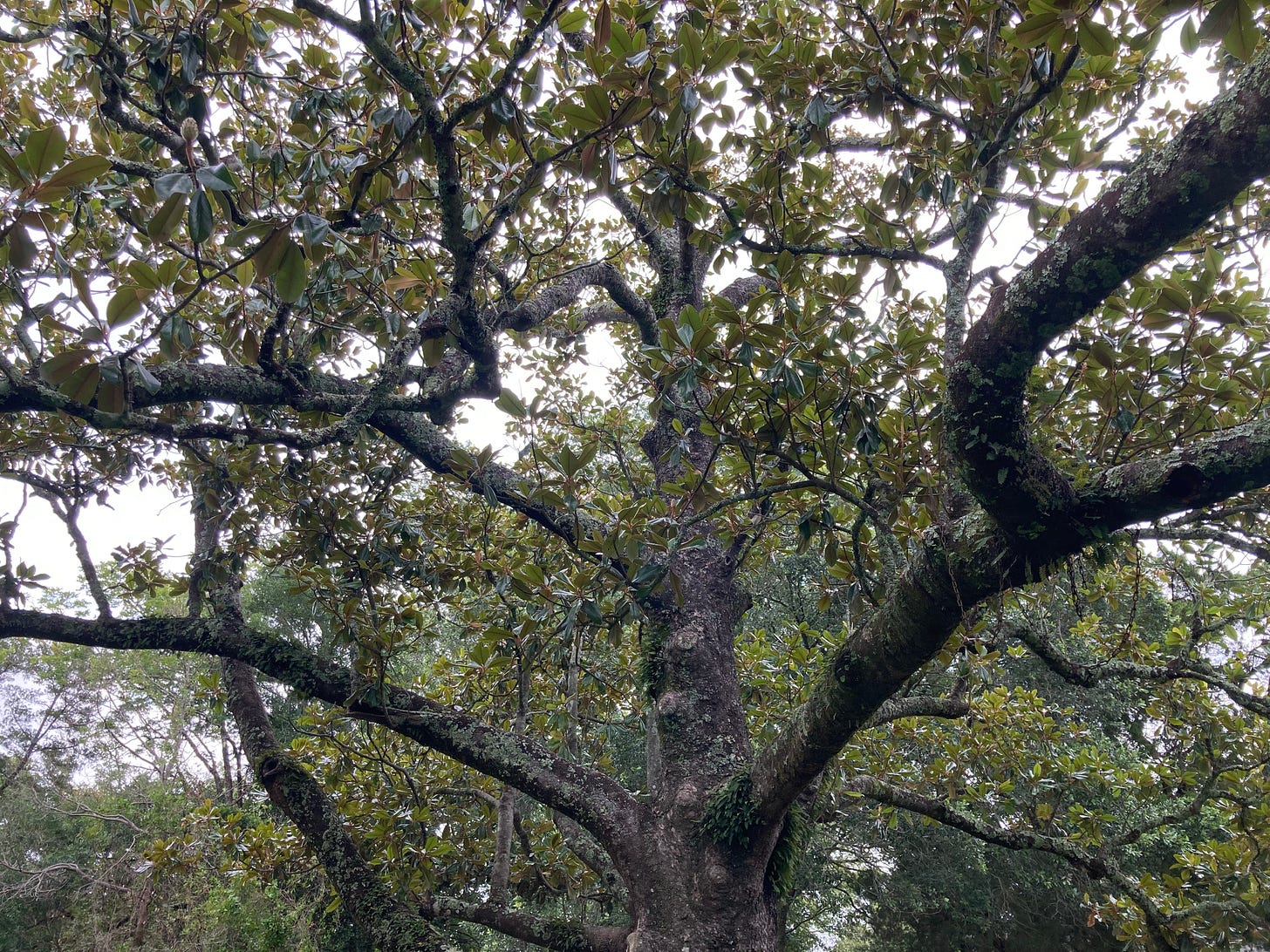 magnolia tree