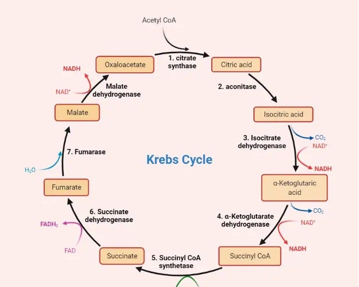 Krebs Cycle: Steps and Products • Microbe Online
