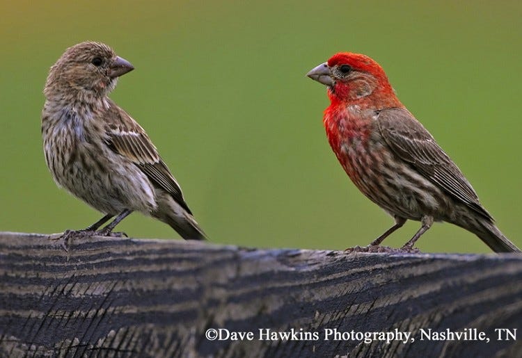 House Finch | State of Tennessee, Wildlife Resources Agency