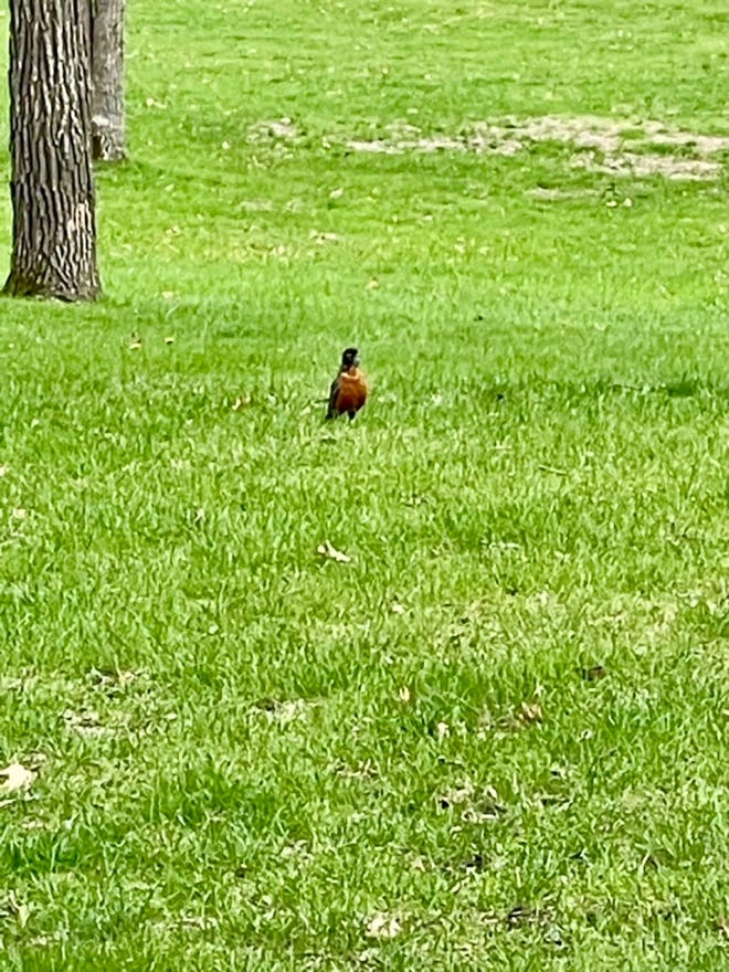 A bird standing in grass

Description automatically generated