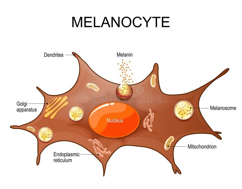 Melanocyte Stock Illustrations – 422 Melanocyte Stock Illustrations,  Vectors & Clipart - Dreamstime