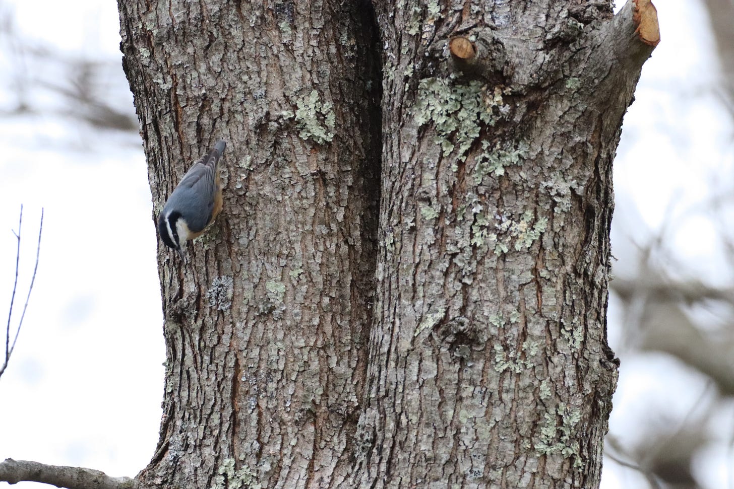 a tiny bird (black and white face, gray back, rusty breast) (red-breasted nuthatch) walks downward on one of our bare maple trees
