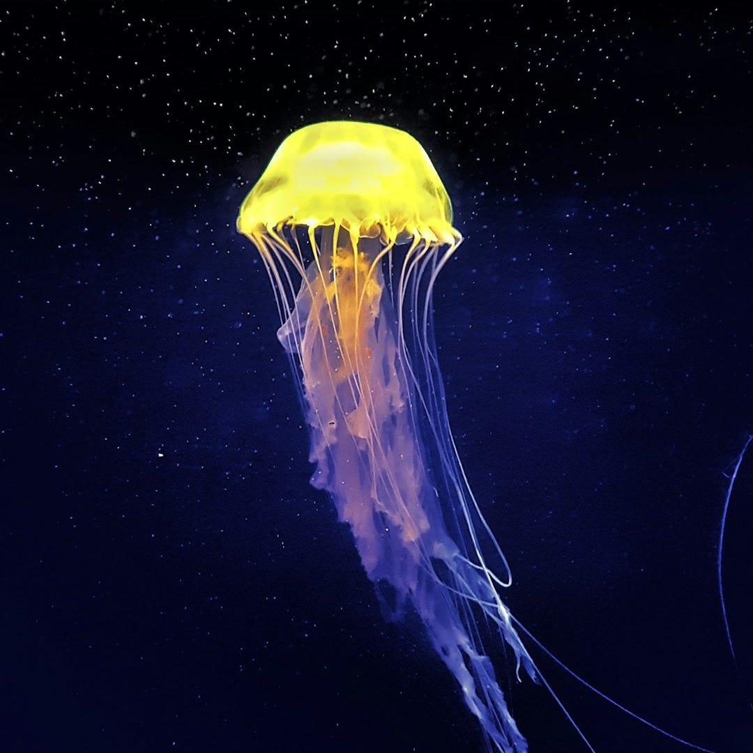 yellow and white jellyfish