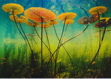 Lotus Plant Underwater