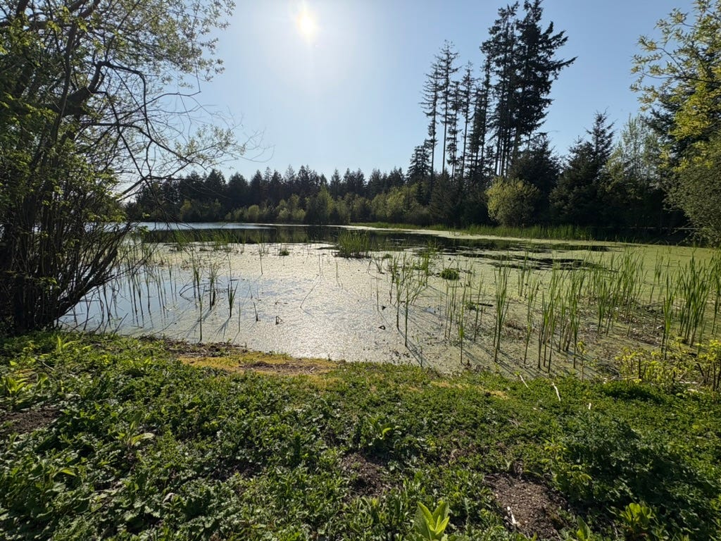 late afternoon across a mossy point, evergreen trees line the opposite bank