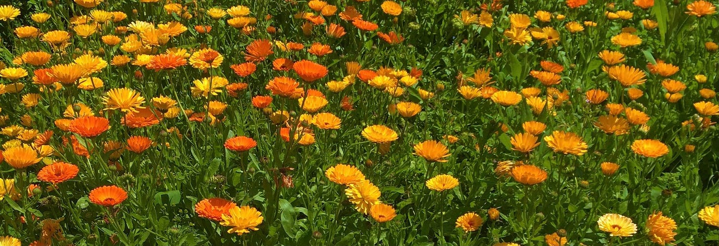 orange and yellow flowers