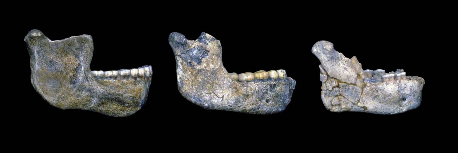 Mauer mandible, Arago 13, and Arago 2 mandibles seen from the right lateral view