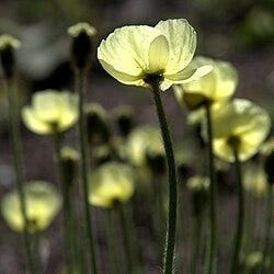 File:IMG 6281-Papaver laestadianum.jpg