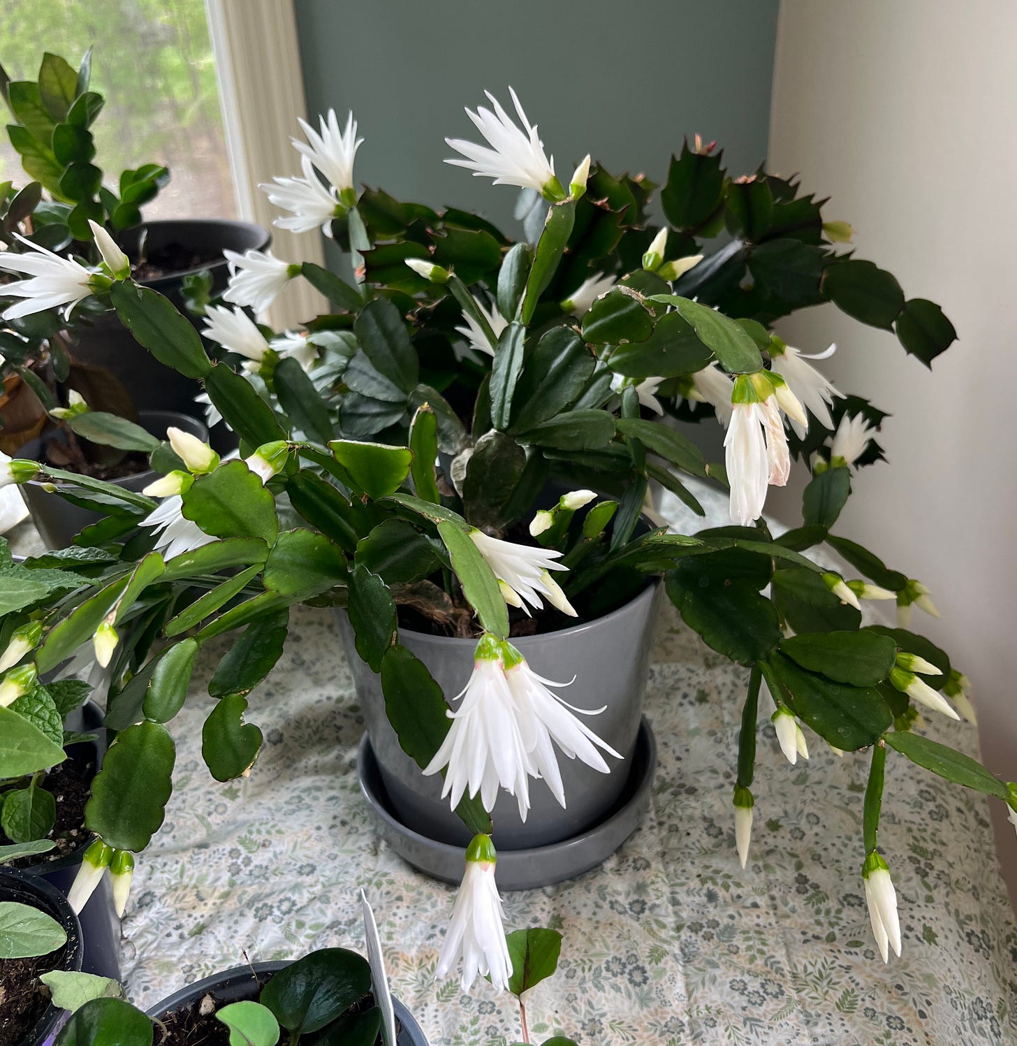 easter cactus with white blooms