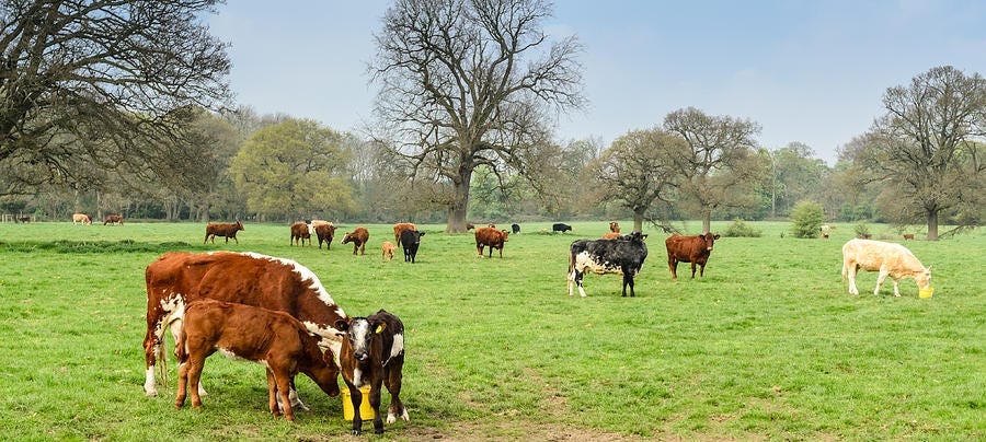 Cow Land Photograph by Vinicios De Moura