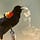 Songs of the Red-Winged Blackbird