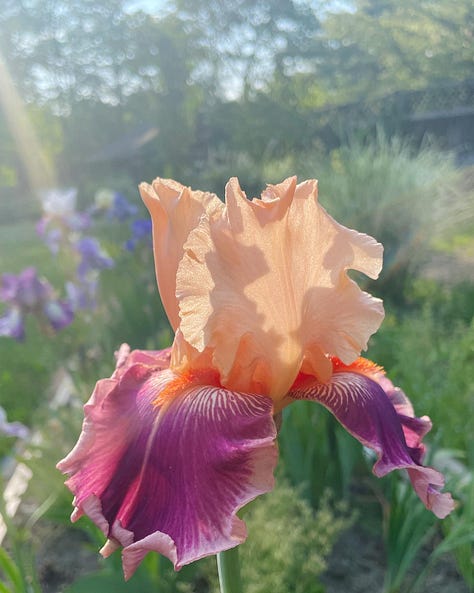 A collection of Bearded Iris in their own bed 