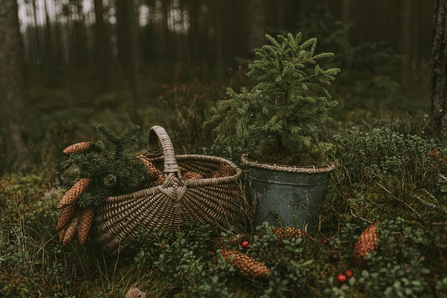 A wicker basket and metal pot with small evergreen saplings amid pine cones in a moody forest setting.