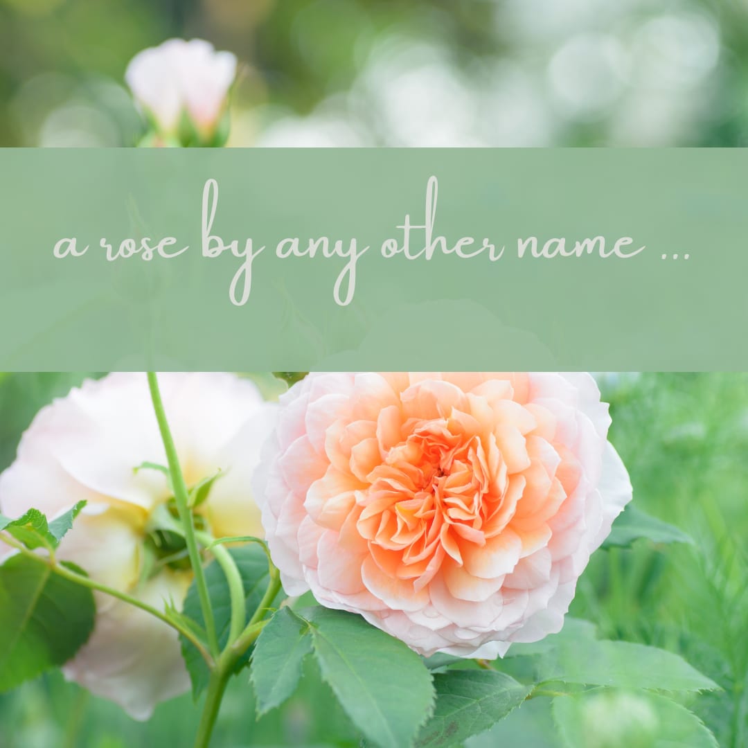 a peach roase on a green background a peach roase on a green background