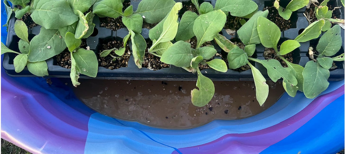 is tobacco water good for plants The Most Important Trans in the Garden World