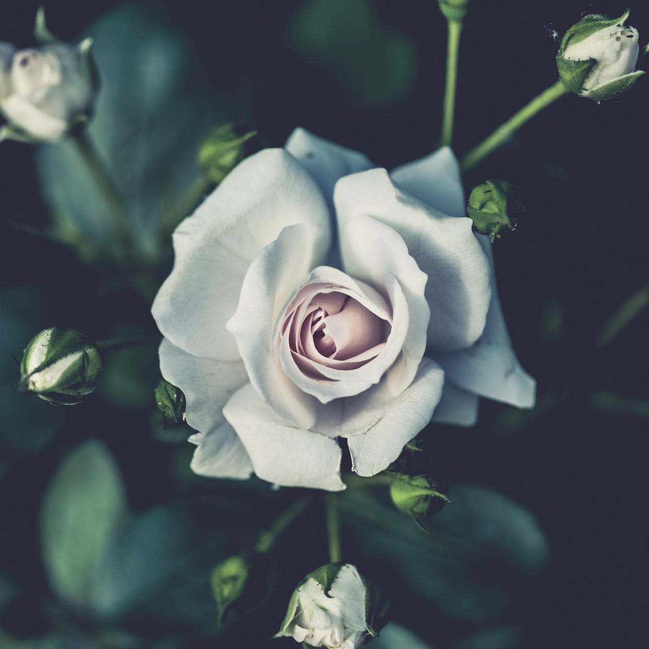 Make Earth Sacred Again