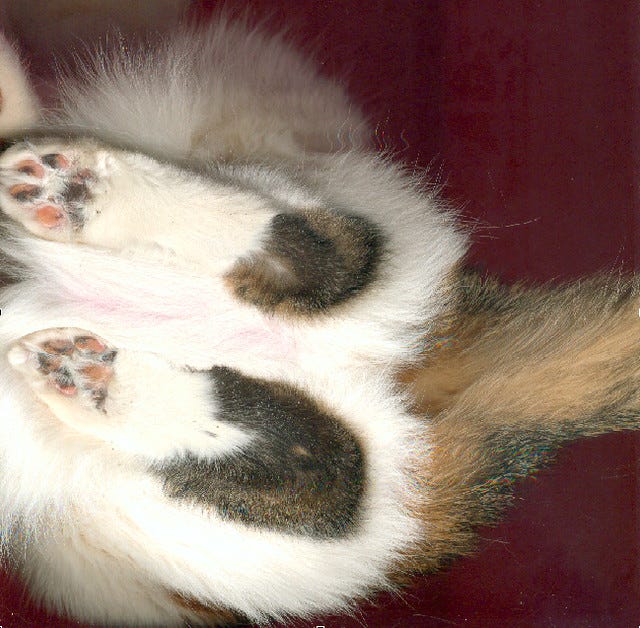 cat scan cat scan