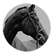 The Flow Horse