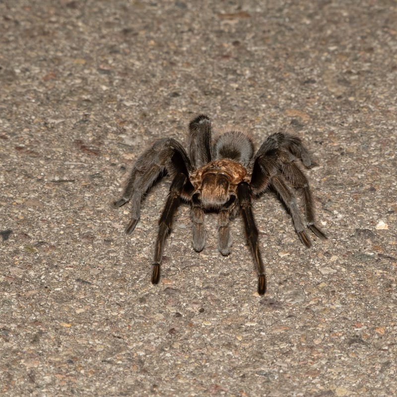 20250722-Sabino-23-Edit.jpg 20250722-Sabino-23-Edit.jpg