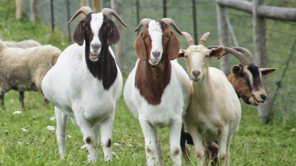 Three inquisitive goats. Three inquisitive goats.