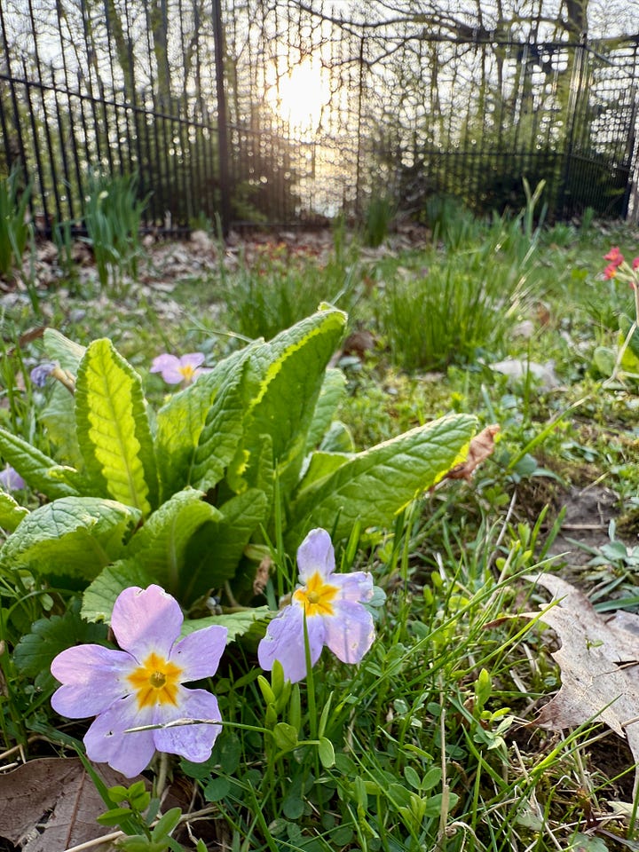 Primula at the bottom of the Birch Walk for April