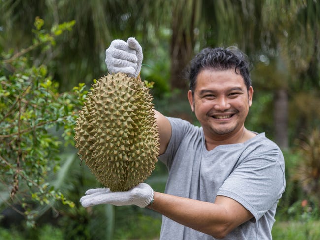 durians: Wish to discover a new culture? These seasonal fests are a must-visit for you - The Economic Times durians: Wish to discover a new culture? These seasonal fests are a must-visit for you - The Economic Times