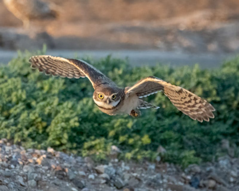 20250811-BurrowingOwl-323-Edit.jpg
