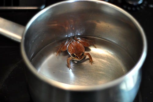 frog in a pot 1