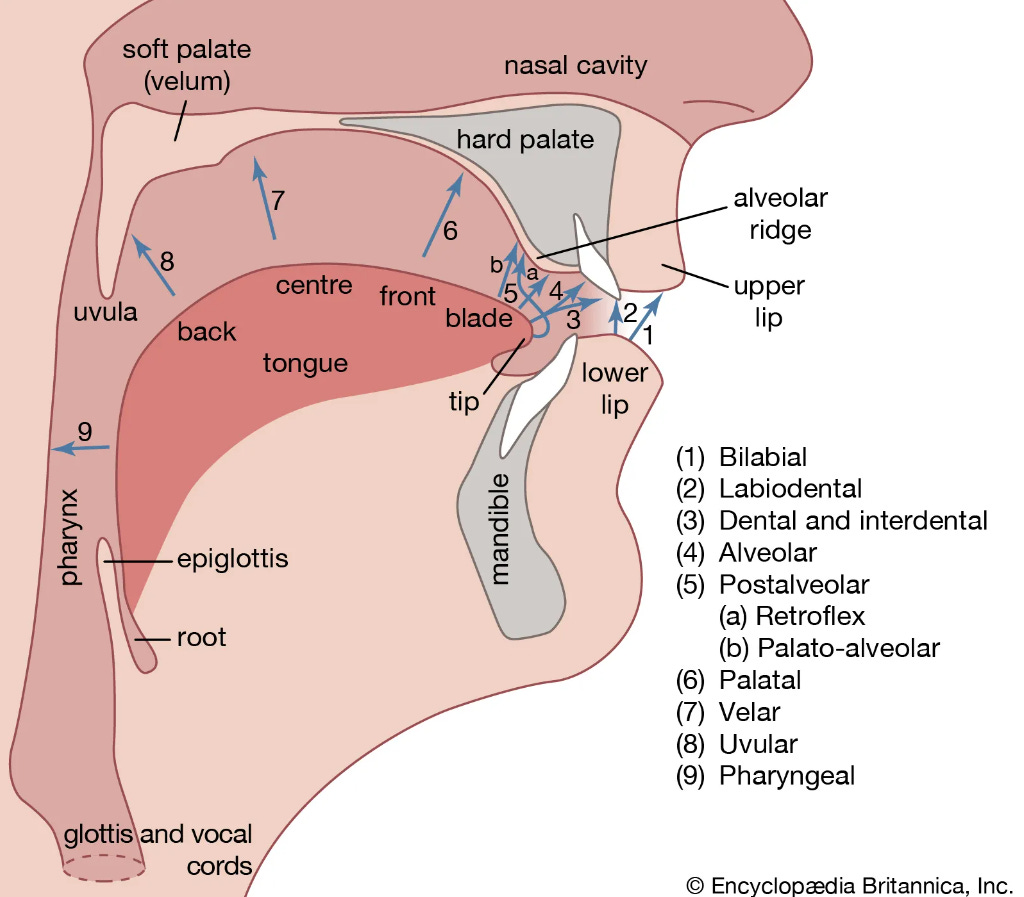 The Sound of Language - by Linguistically Yours!