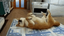 Shiba Sleep Shiba GIF - Shiba Sleep Shiba Doge - Discover & Share GIFs