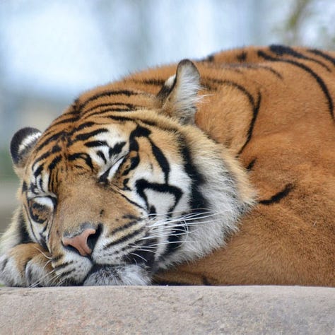 sleeping gorilla, sleeping tiger, sleeping baby elephant