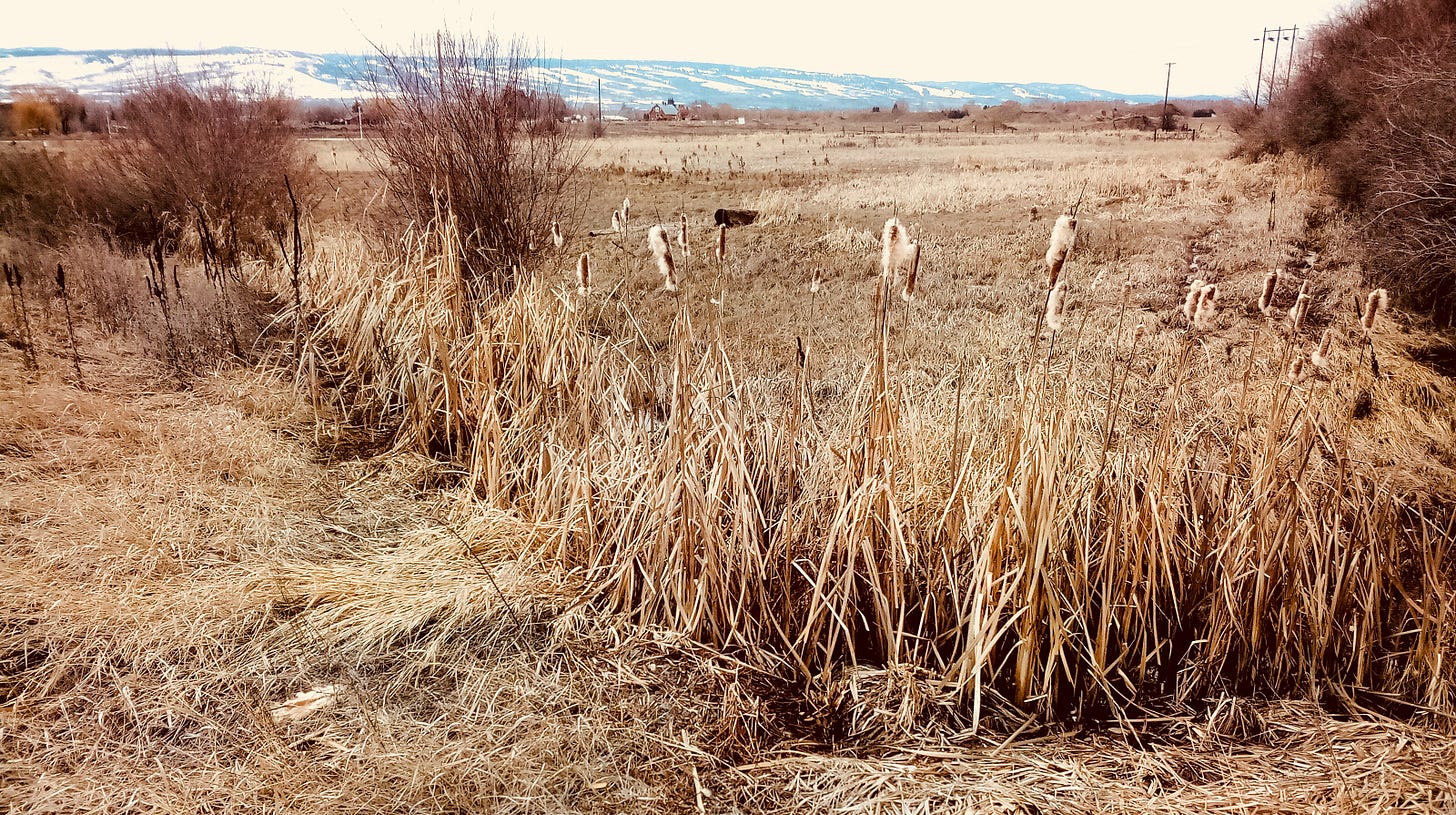 Row of cattails in a wintry field