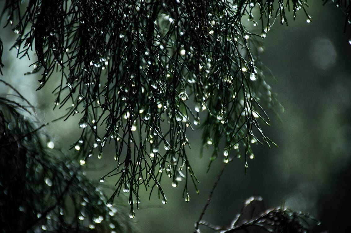 Free Close-up view of raindrops on pine needles creating a serene nature scene. Stock Photo