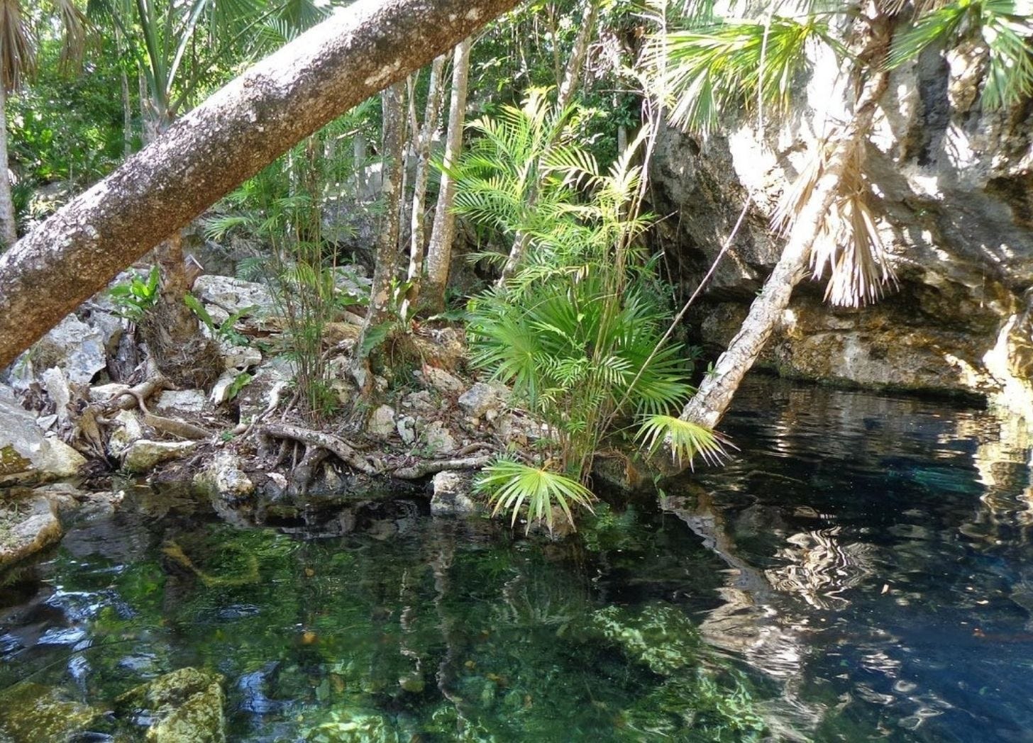 Surface entrance of Cenote Chac Mool. Clear water beneath overhanging trees and limestone rocks in the Riviera Maya jungle. Surface entrance of Cenote Chac Mool. Clear water beneath overhanging trees and limestone rocks in the Riviera Maya jungle.