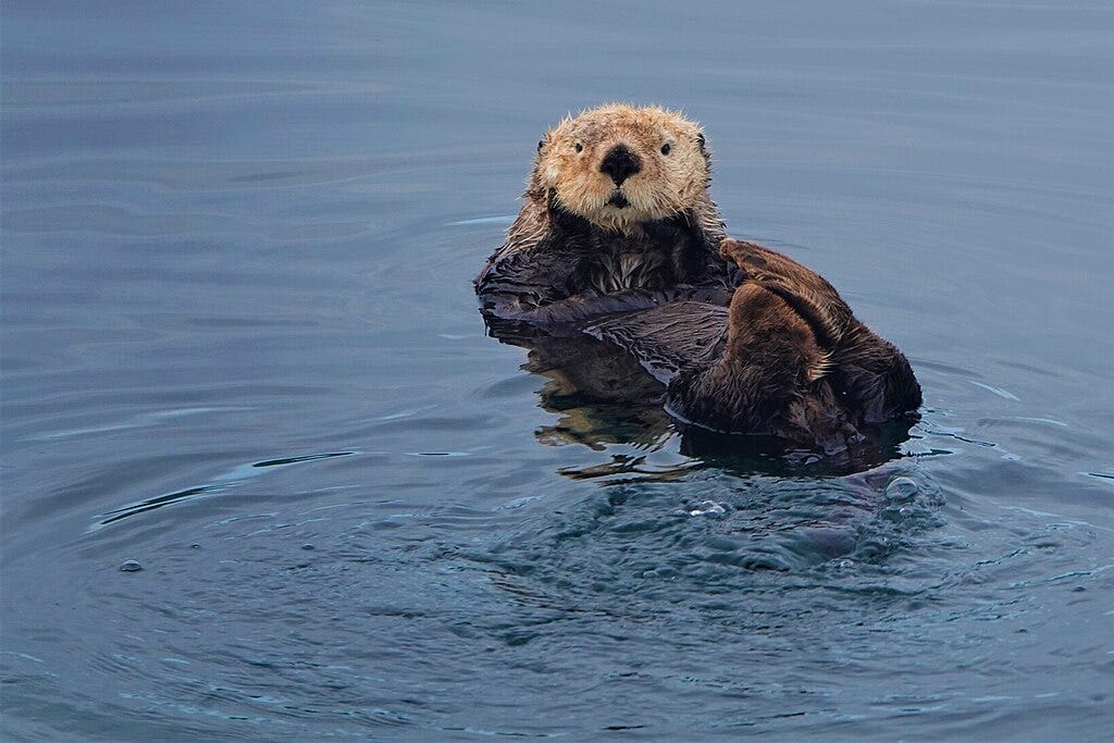 Photo. A fluffy sea otter looks at the camera with a surprised face.
